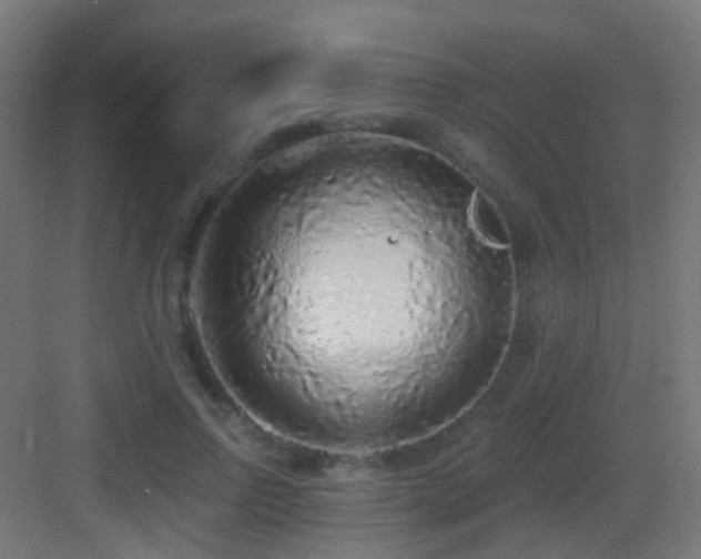 X0000083550742200702091058
