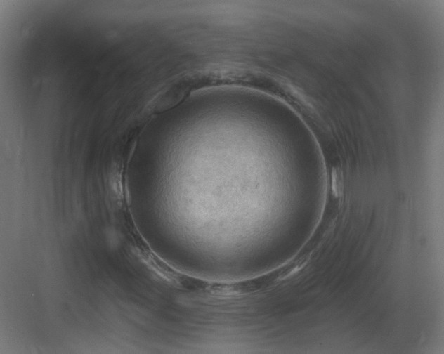 X0000083551155200702091051