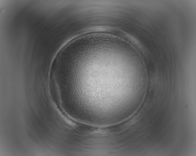 X0000083551178200702091051