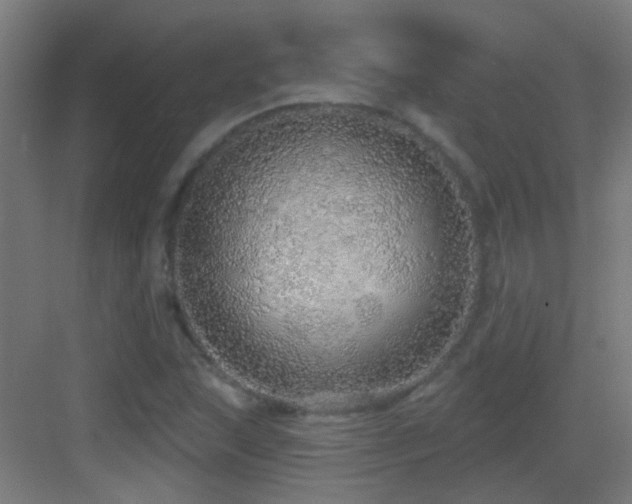 X0000083551215200702091050