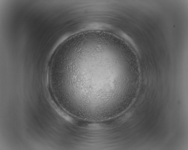X0000083551227200702091050