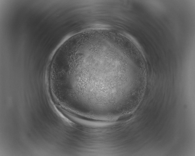 X0000083551243200702091050