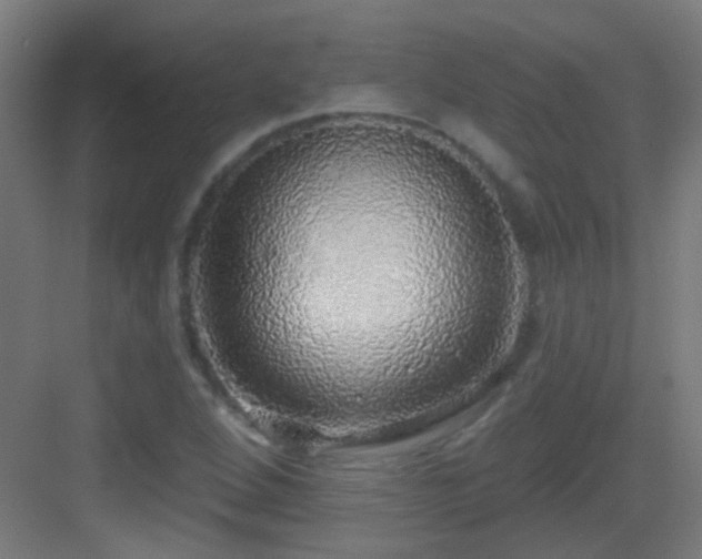 X0000083551264200702091049