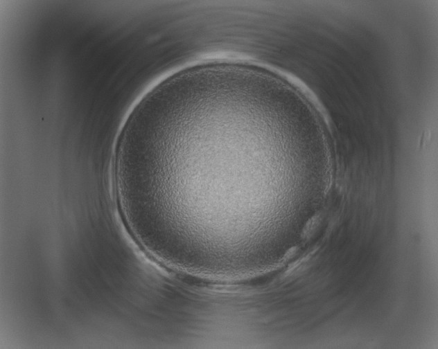 X0000083551295200702091049