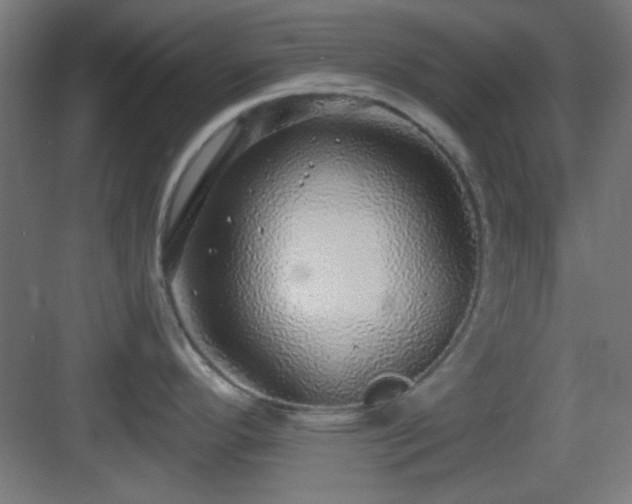 X0000083551296200702091049