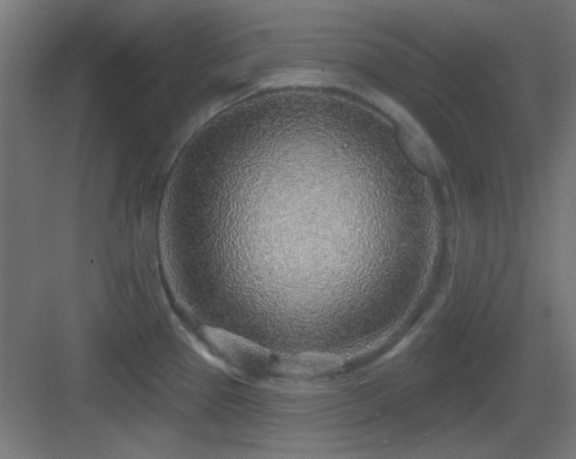 X0000083551337200702091048