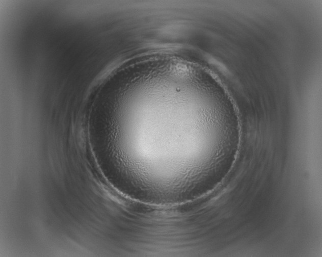 X0000083551354200702091048