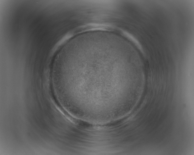 X0000083551411200702091046