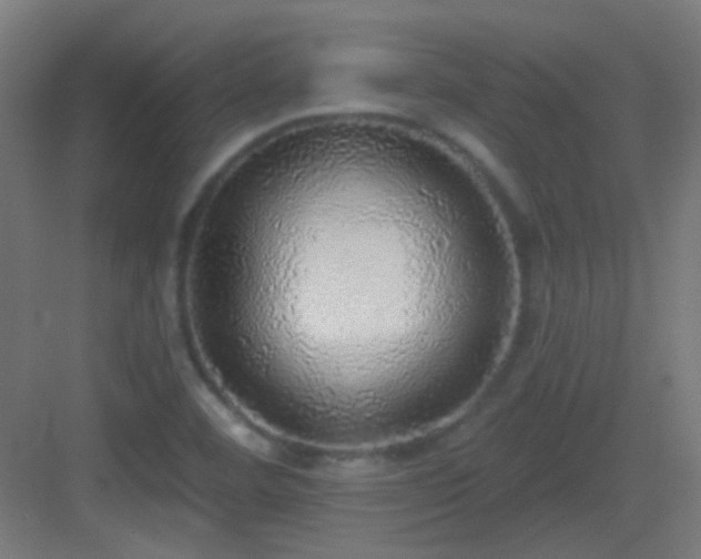 X0000083551460200702091046