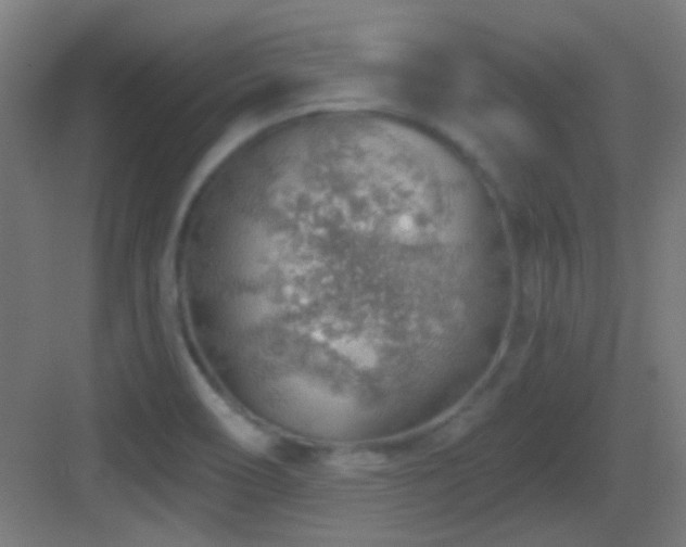 X0000083551466200702091046