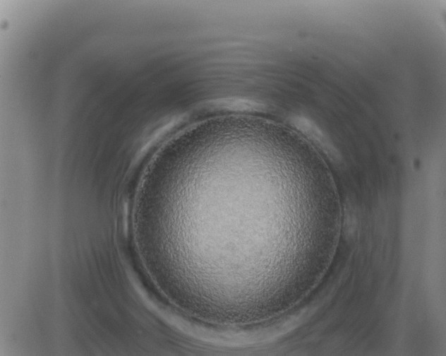 X0000083550014200702162014