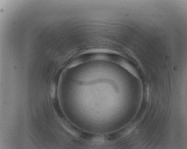 X0000083550076200702162013