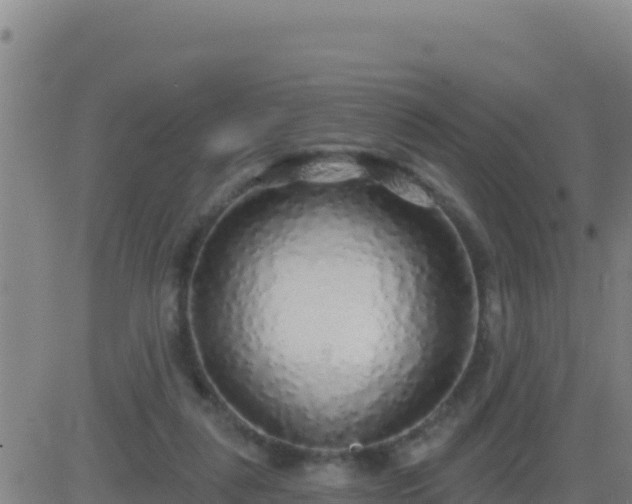 X0000083550259200702162010