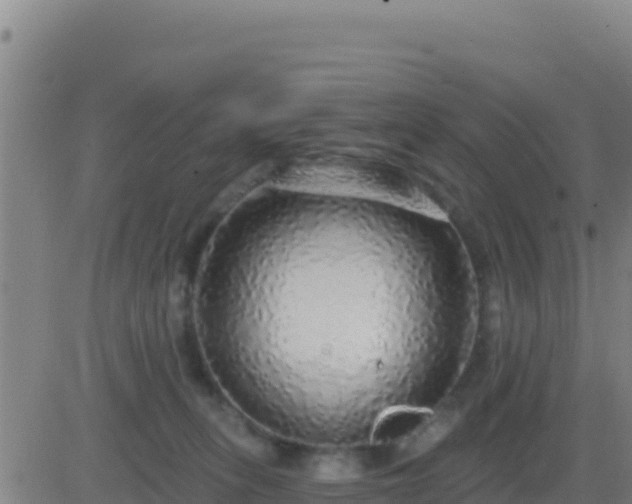 X0000083550275200702162010