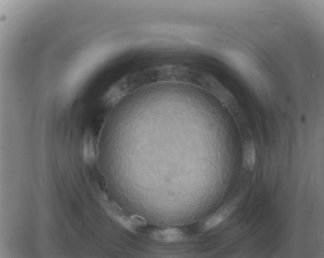 X0000083550431200702162007