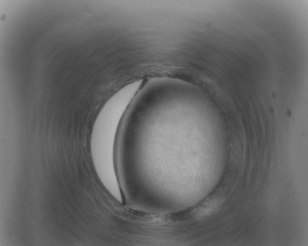 X0000083550624200702162004