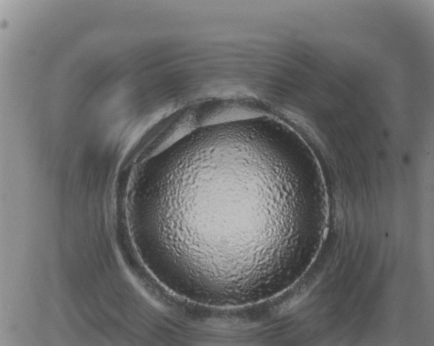 X0000083550630200702162003
