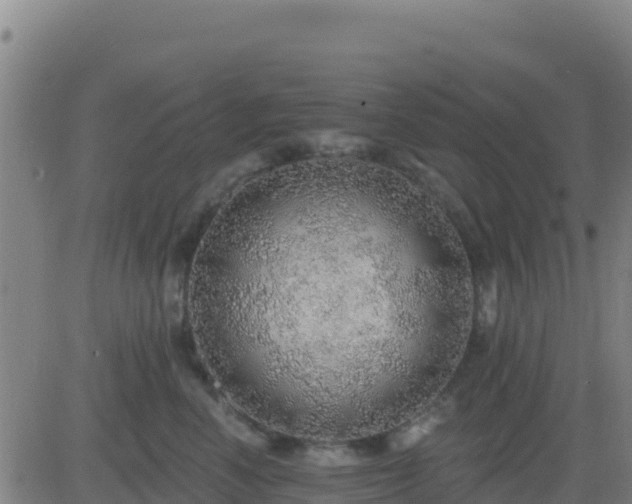X0000083550666200702162004
