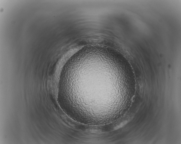 X0000083550745200702162002