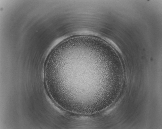 X0000083550839200702162000
