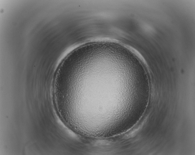 X0000083550847200702162000
