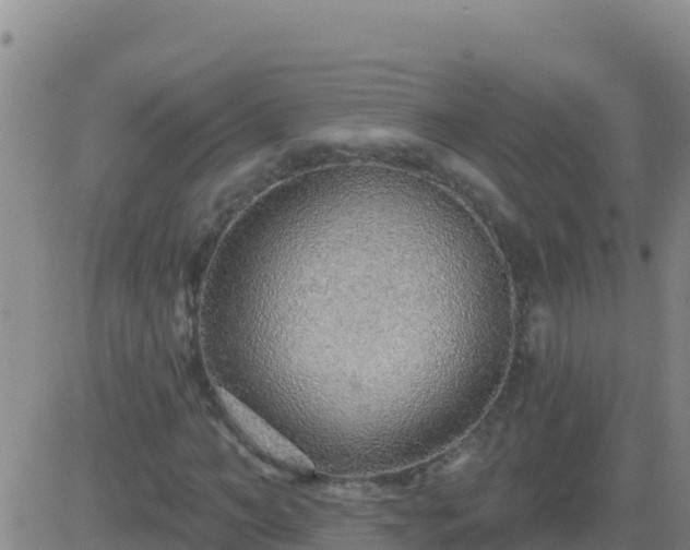 X0000083550966200702161958