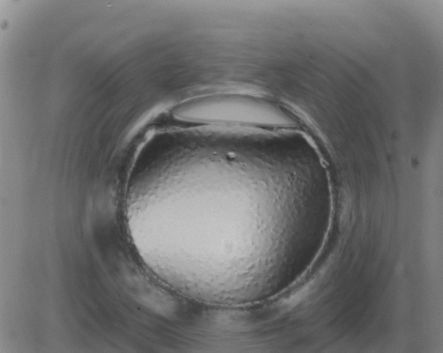X0000083551163200702161955