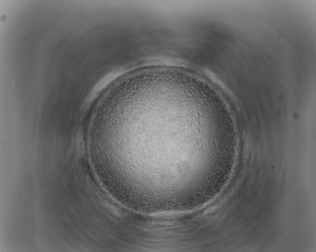 X0000083551215200702161954