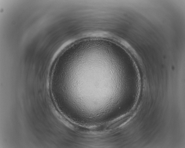 X0000083551232200702161954