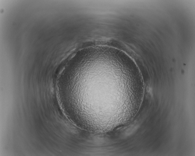 X0000083551252200702161954