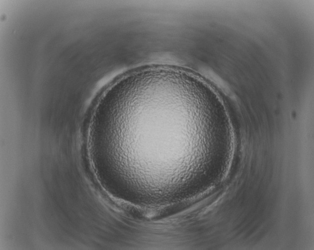 X0000083551264200702161953