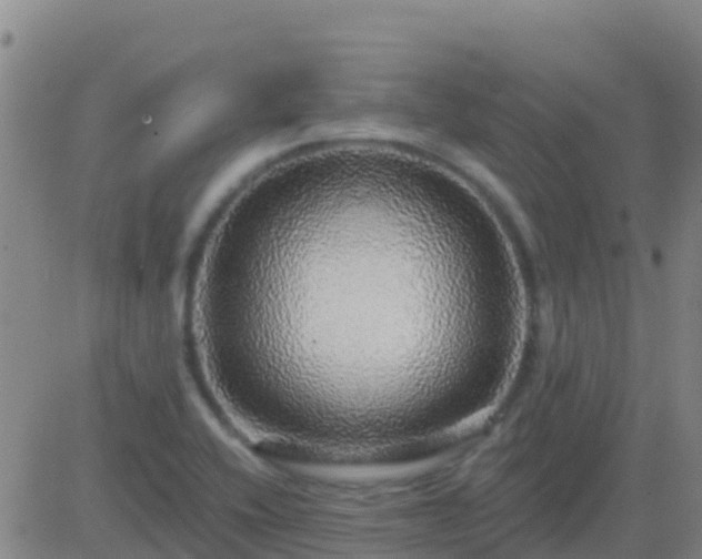 X0000083551416200702161951