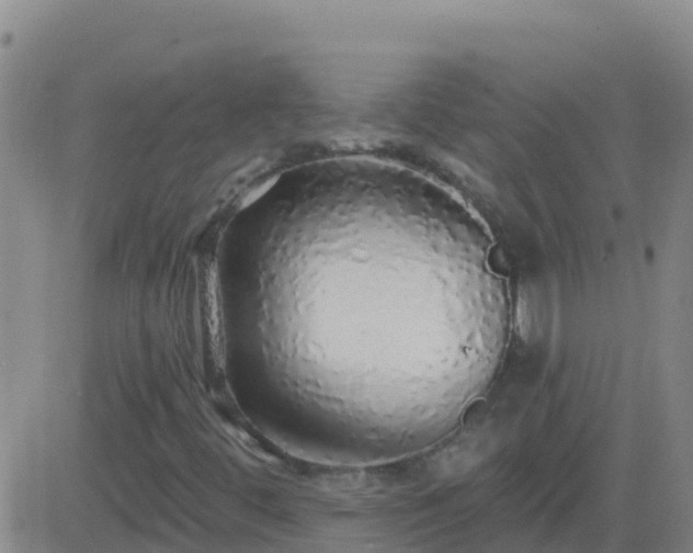 X0000083551444200702161951