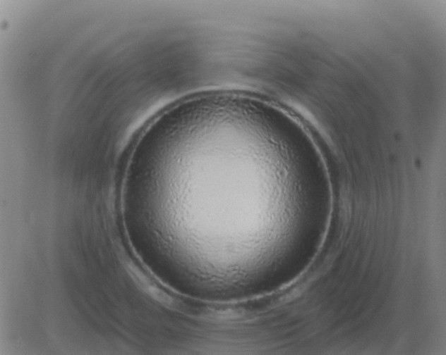 X0000083551460200702161950