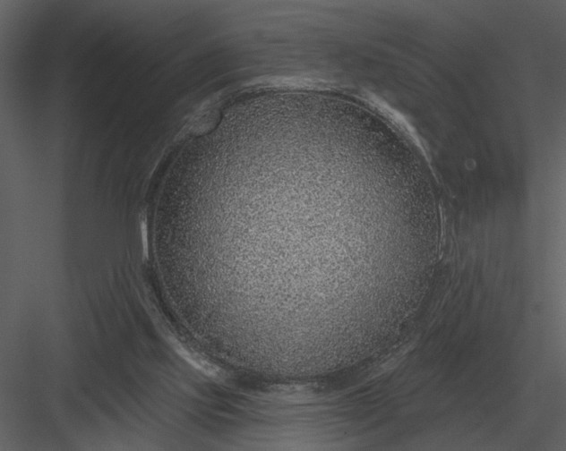 X0000083550061200702240122