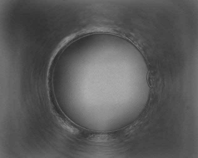 X0000083550104200702240122