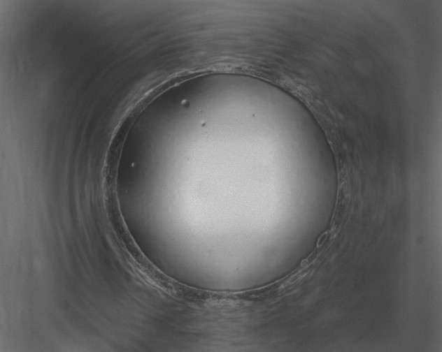 X0000083550242200702240118