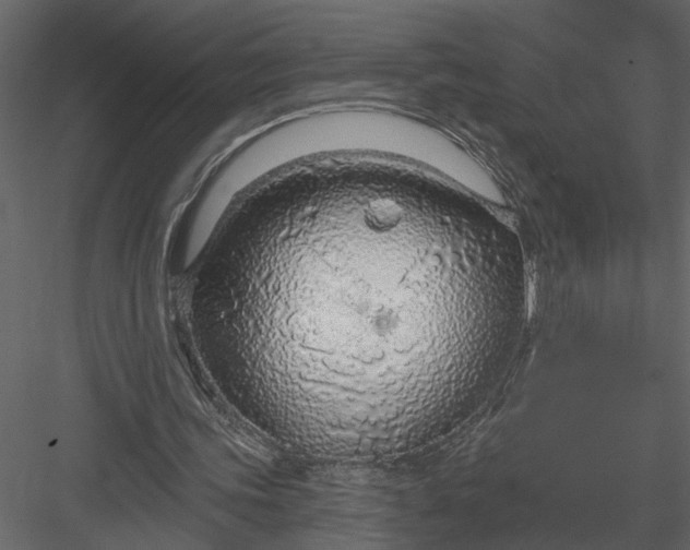 X0000083550339200702240117