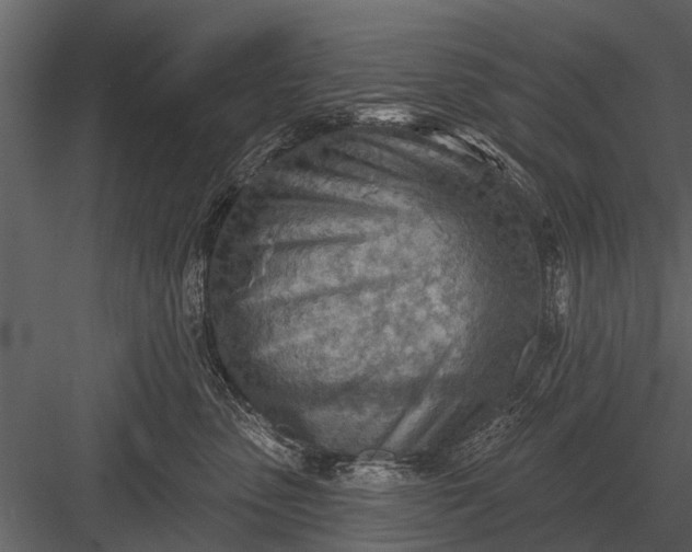 X0000083550475200702240116