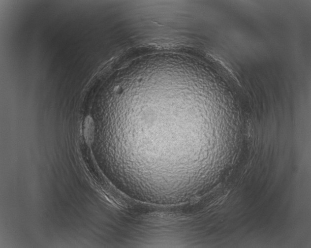 X0000083550733200702240110