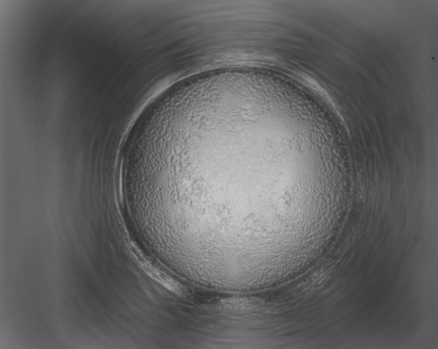 X0000083551227200702240102