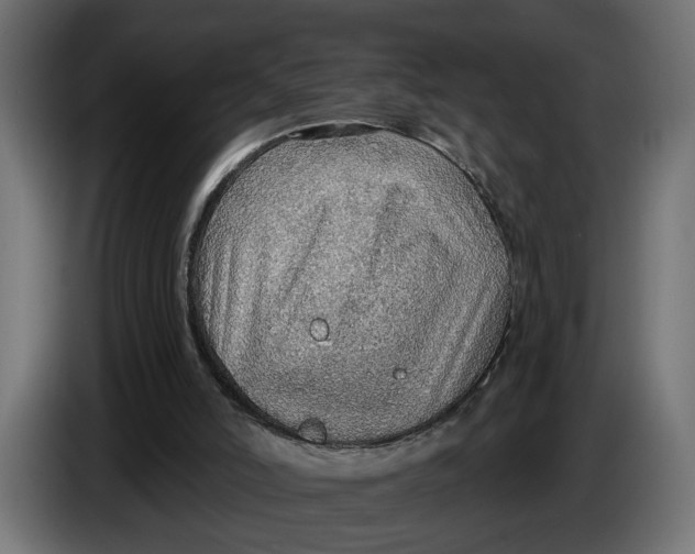 X0000083550006200703021703