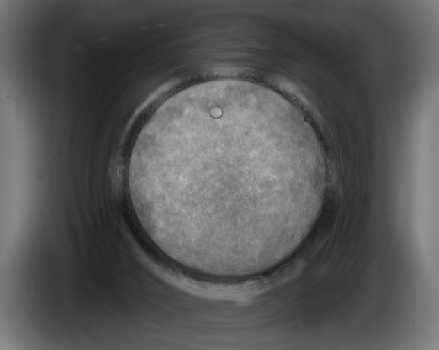 X0000083550016200703021703