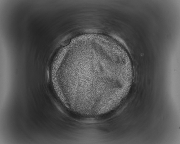 X0000083550061200703021702