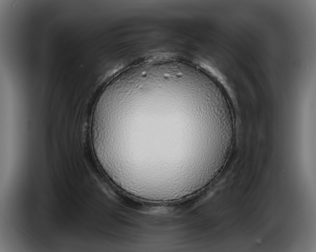 X0000083550153200703021700