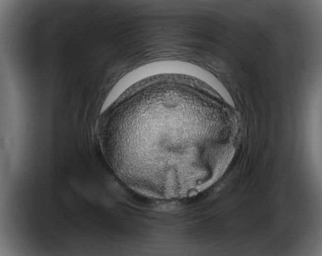X0000083550185200703021701