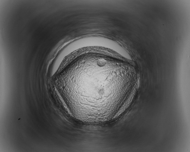 X0000083550339200703021657