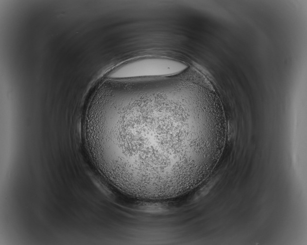 X0000083550349200703021657