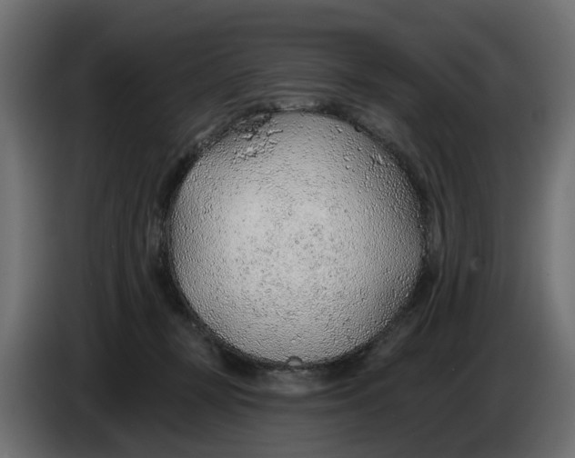 X0000083550367200703021657