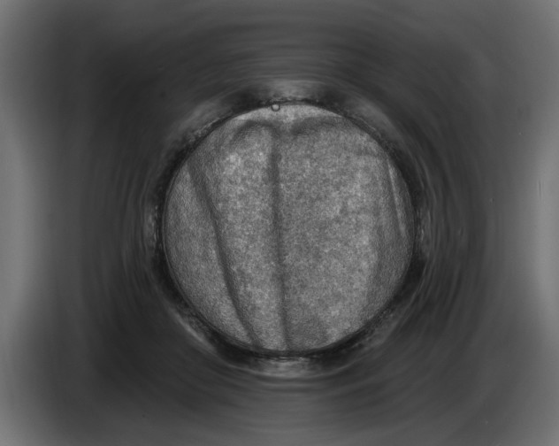 X0000083550410200703021656